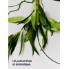 Déodorant Protection 12 Heures Eucalyptus Et Sauge, 50ml